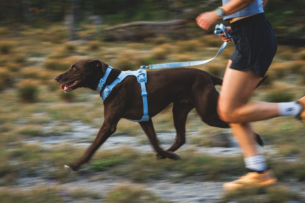 Front Range Flex Harness