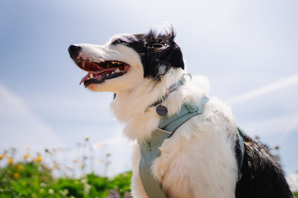 Front Range Dog Harness