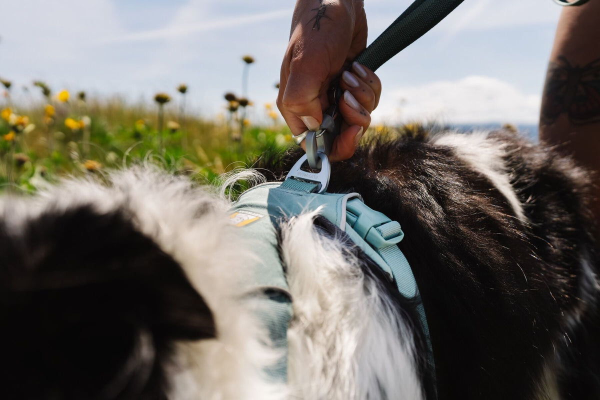 Front Range Dog Harness