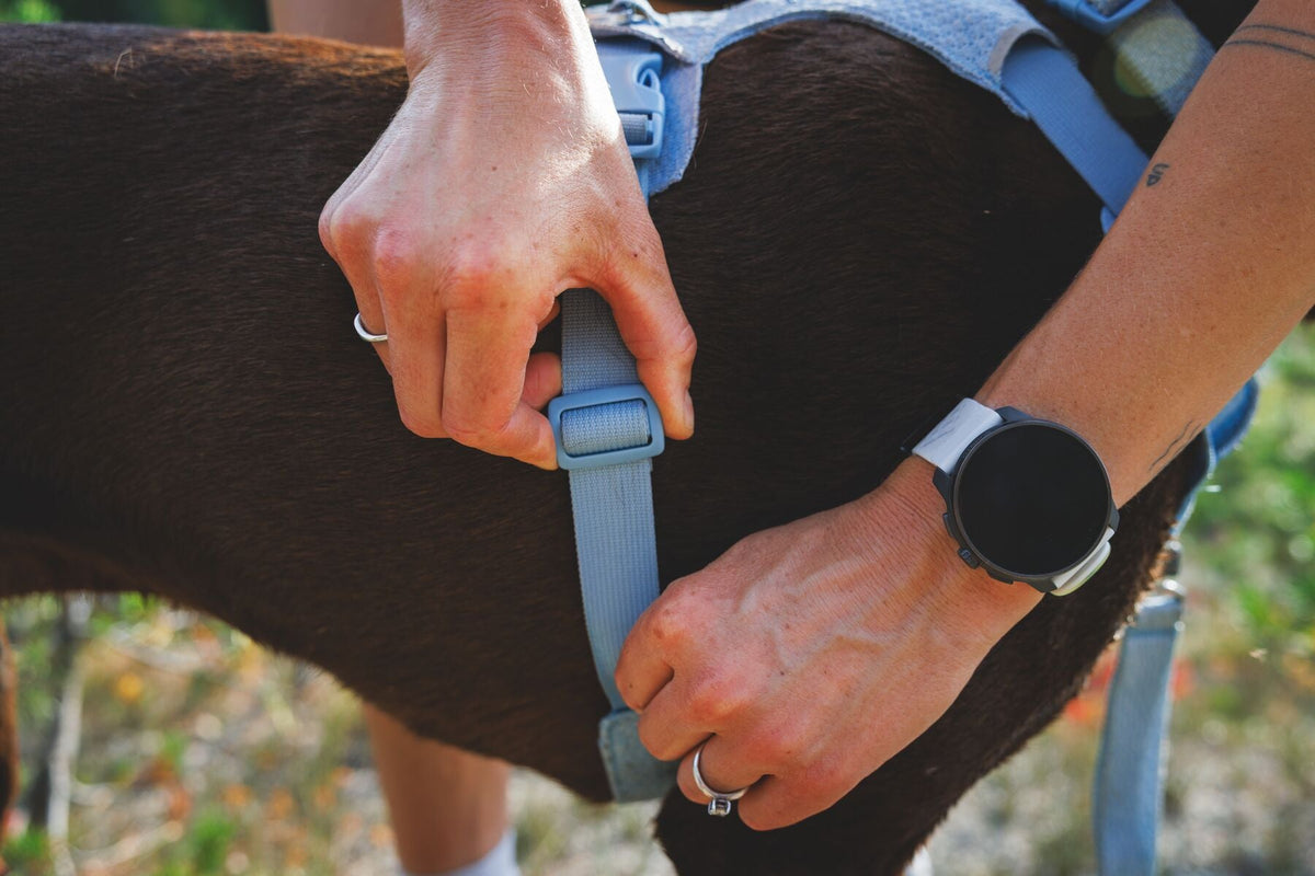 Front Range Flex Harness
