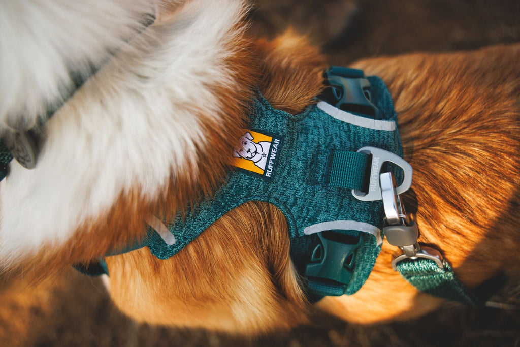 Front Range Flex Harness