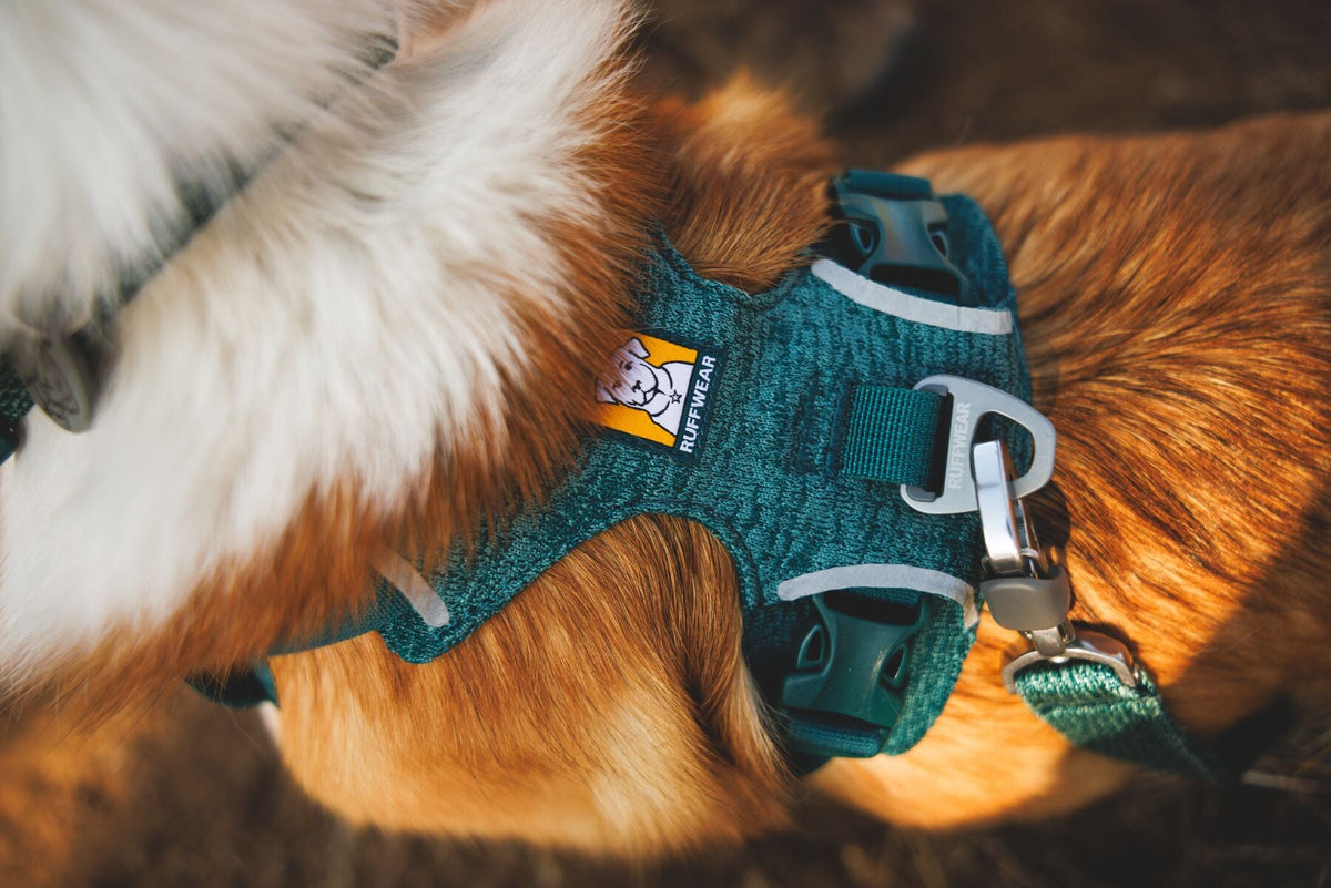 Front Range Flex Harness