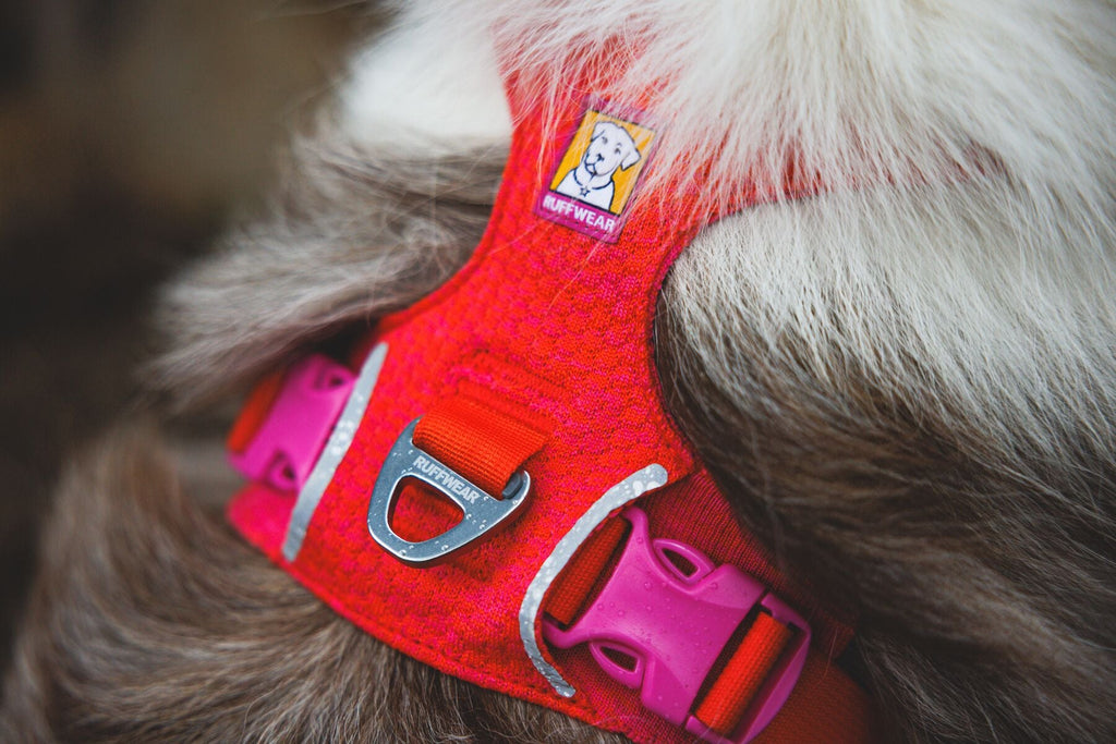 Front Range Flex Harness
