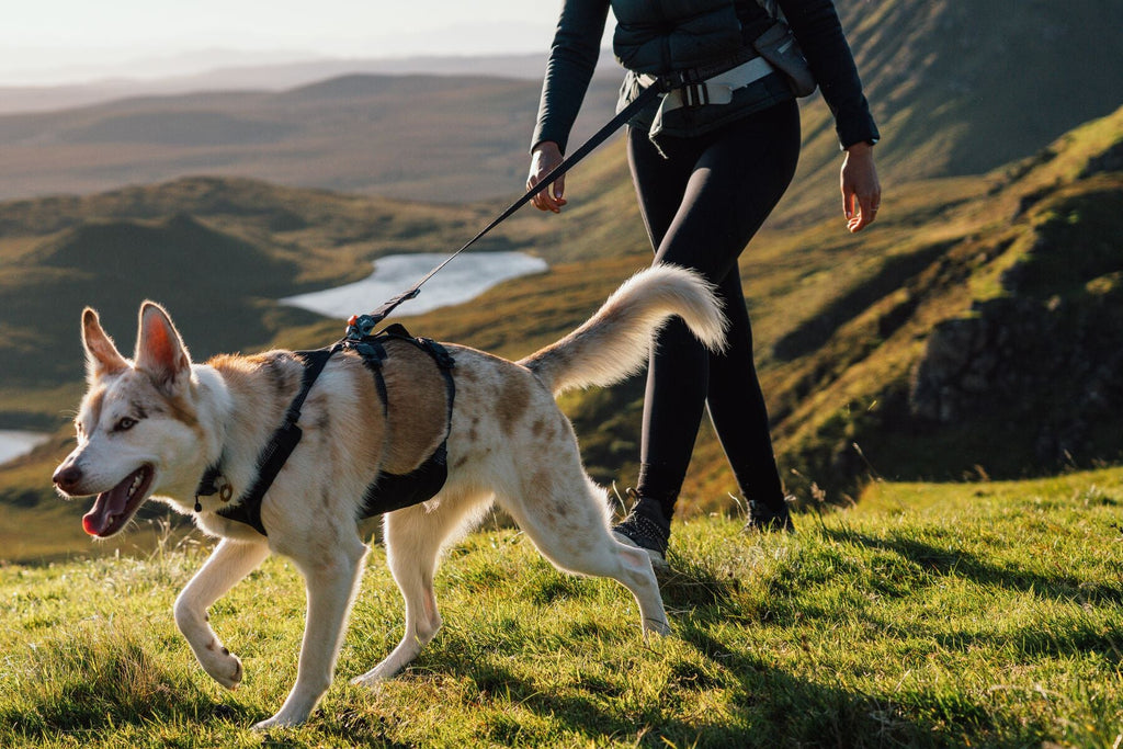 Ridgeline Dog Harness