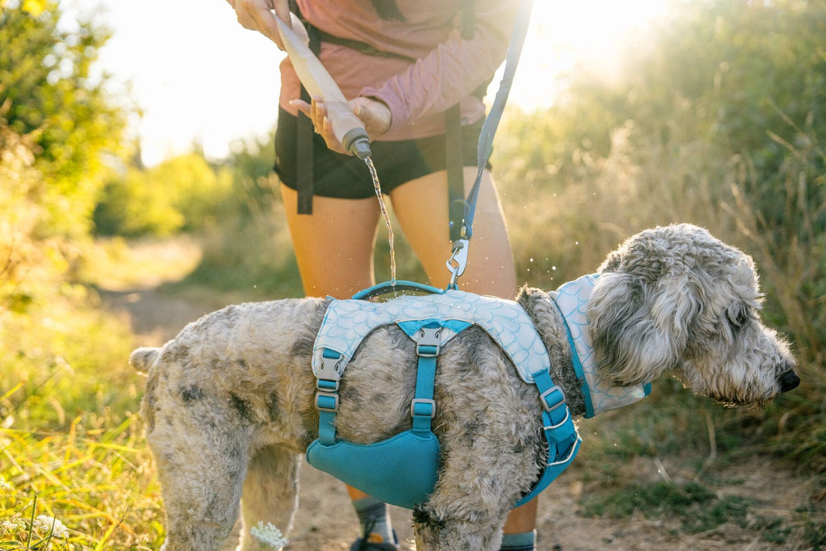 Swamp Cooler Dog Cooling Harness