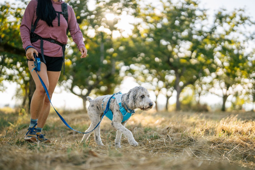 Swamp Cooler Dog Cooling Harness