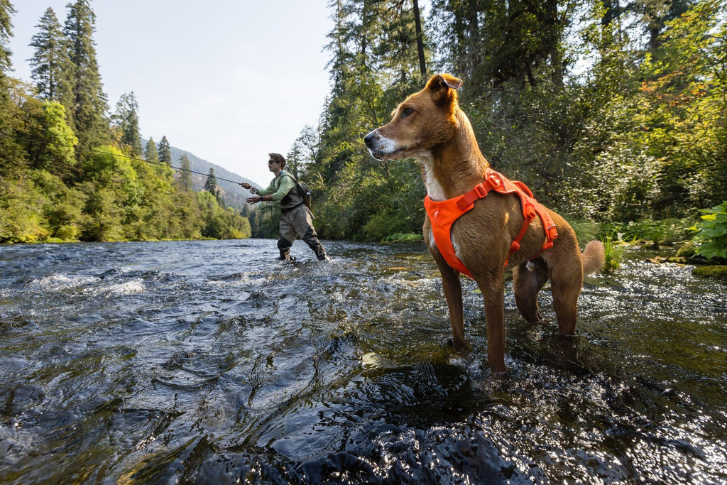 Web Master Dog Harness with Handle