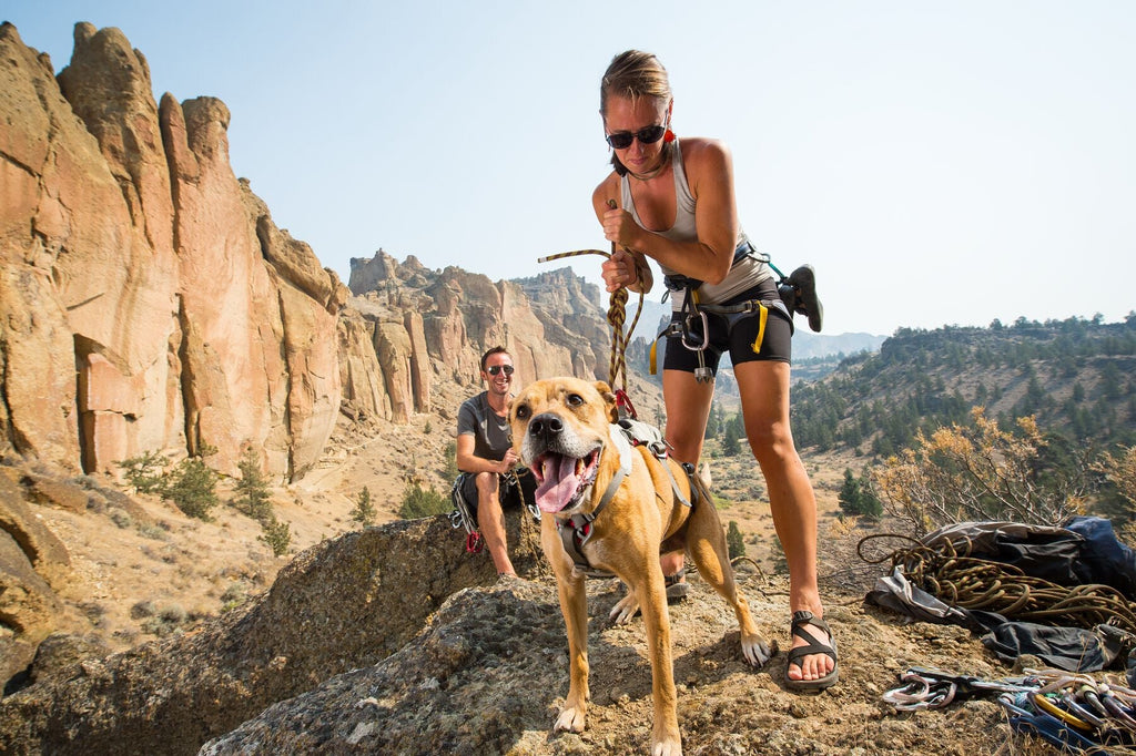 Doubleback Full Body Dog Harness