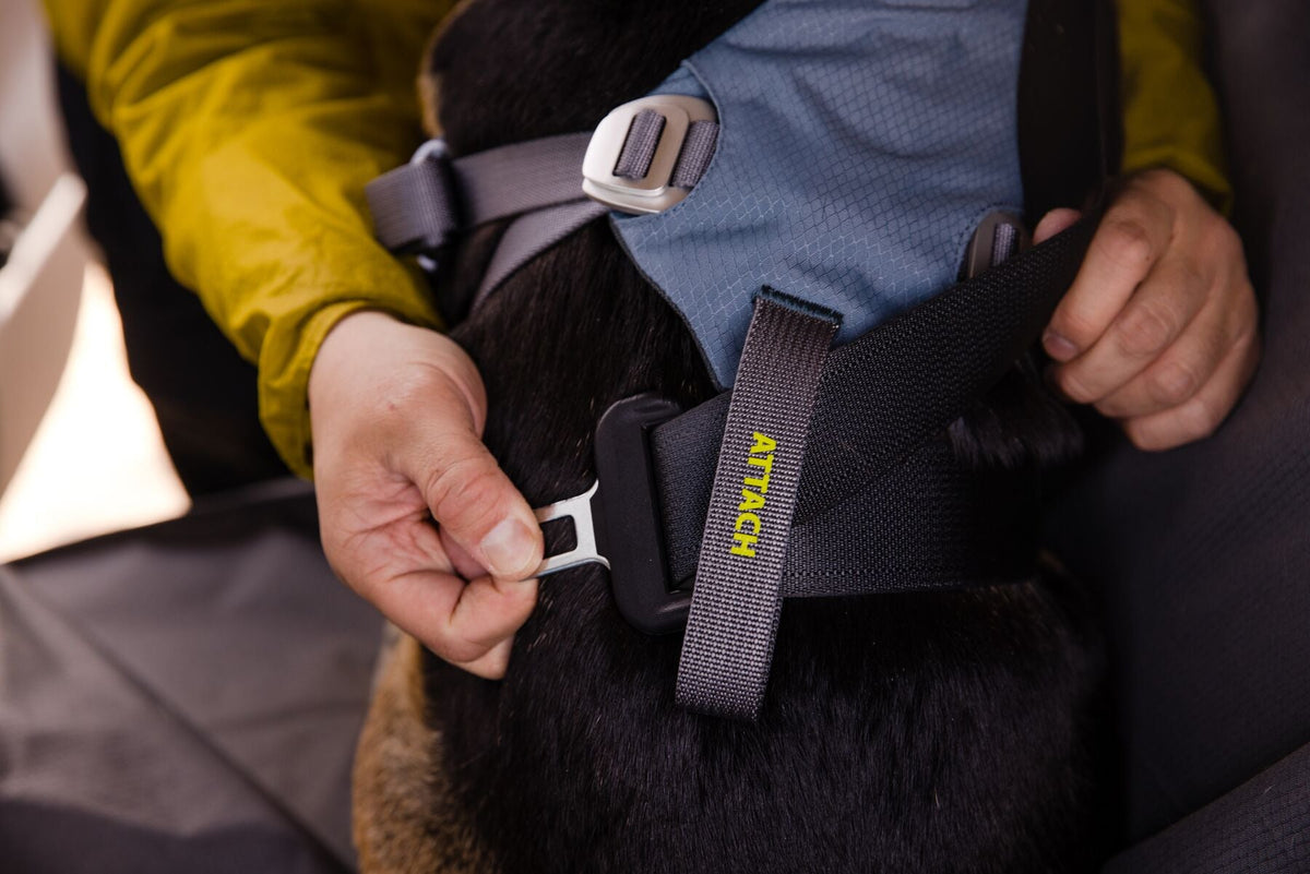 Load Up Dog Car Harness