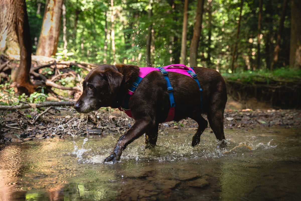Flagline Dog Harness with Handle
