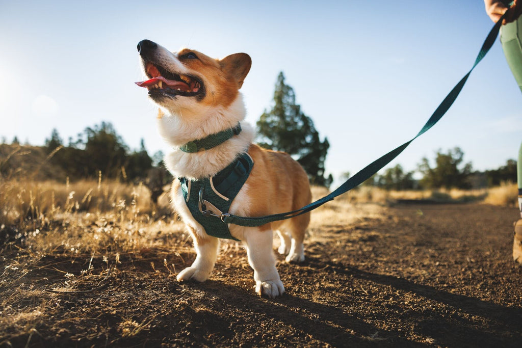Front Range Flex Harness