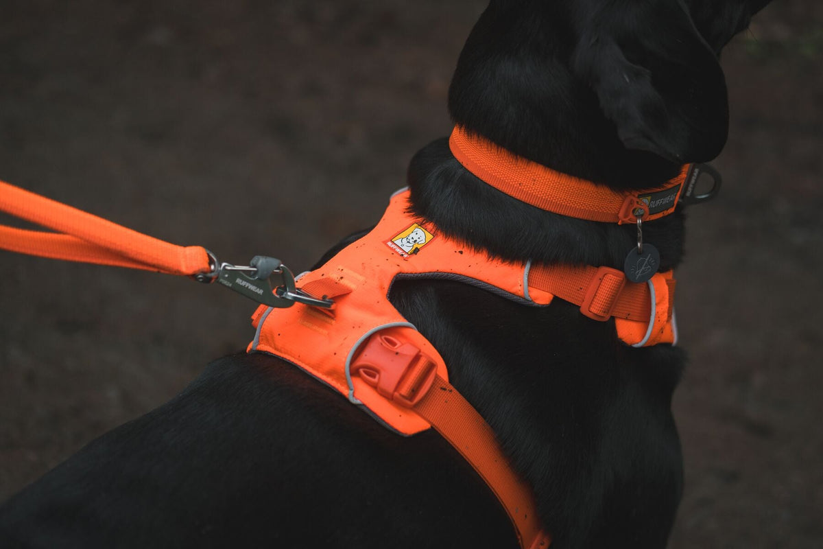 Front Range Dog Harness