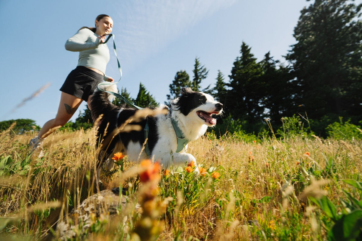 Front Range Dog Harness