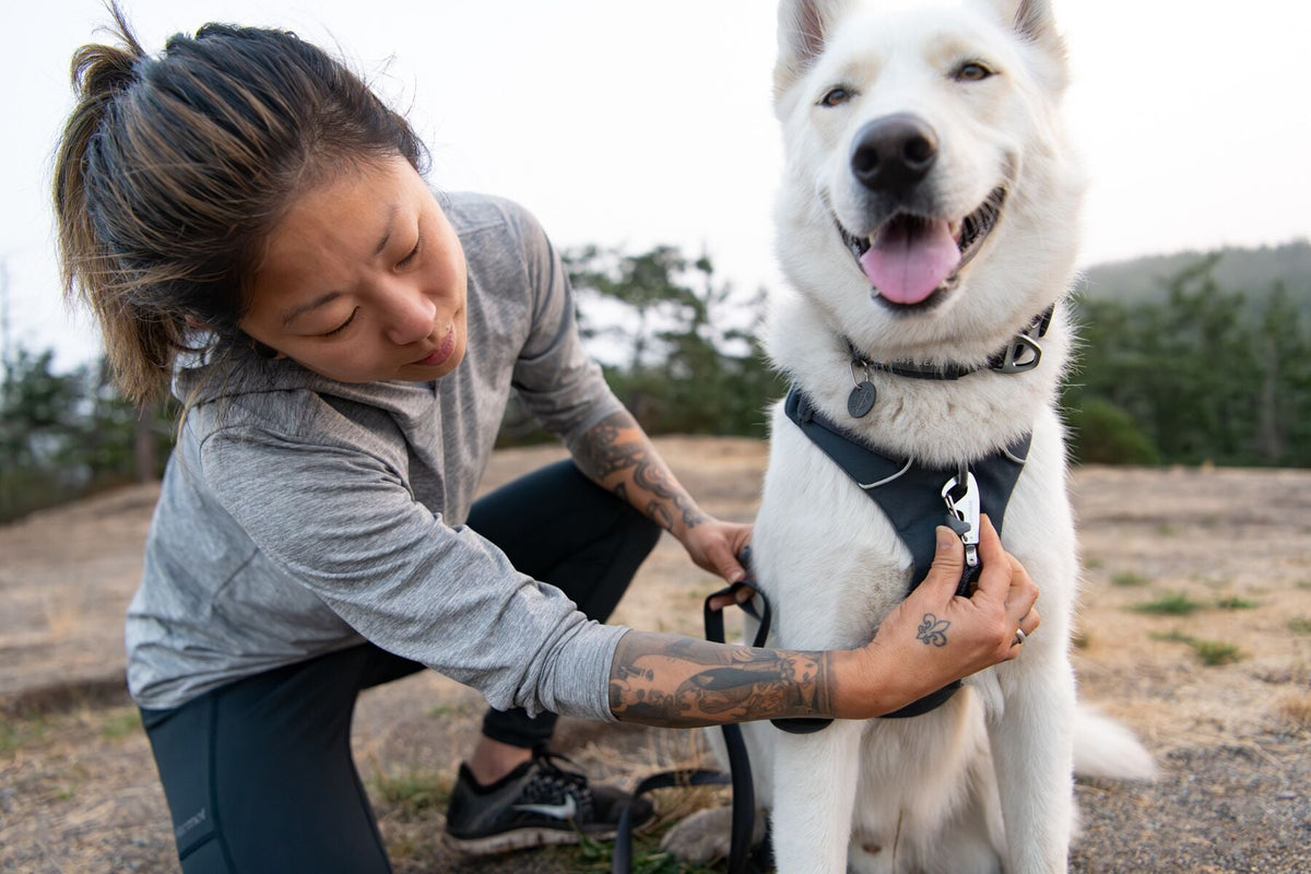 Front Range Dog Harness