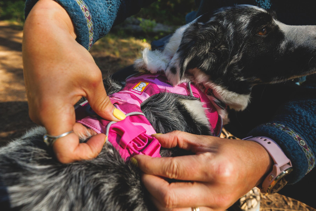 Front Range Dog Harness