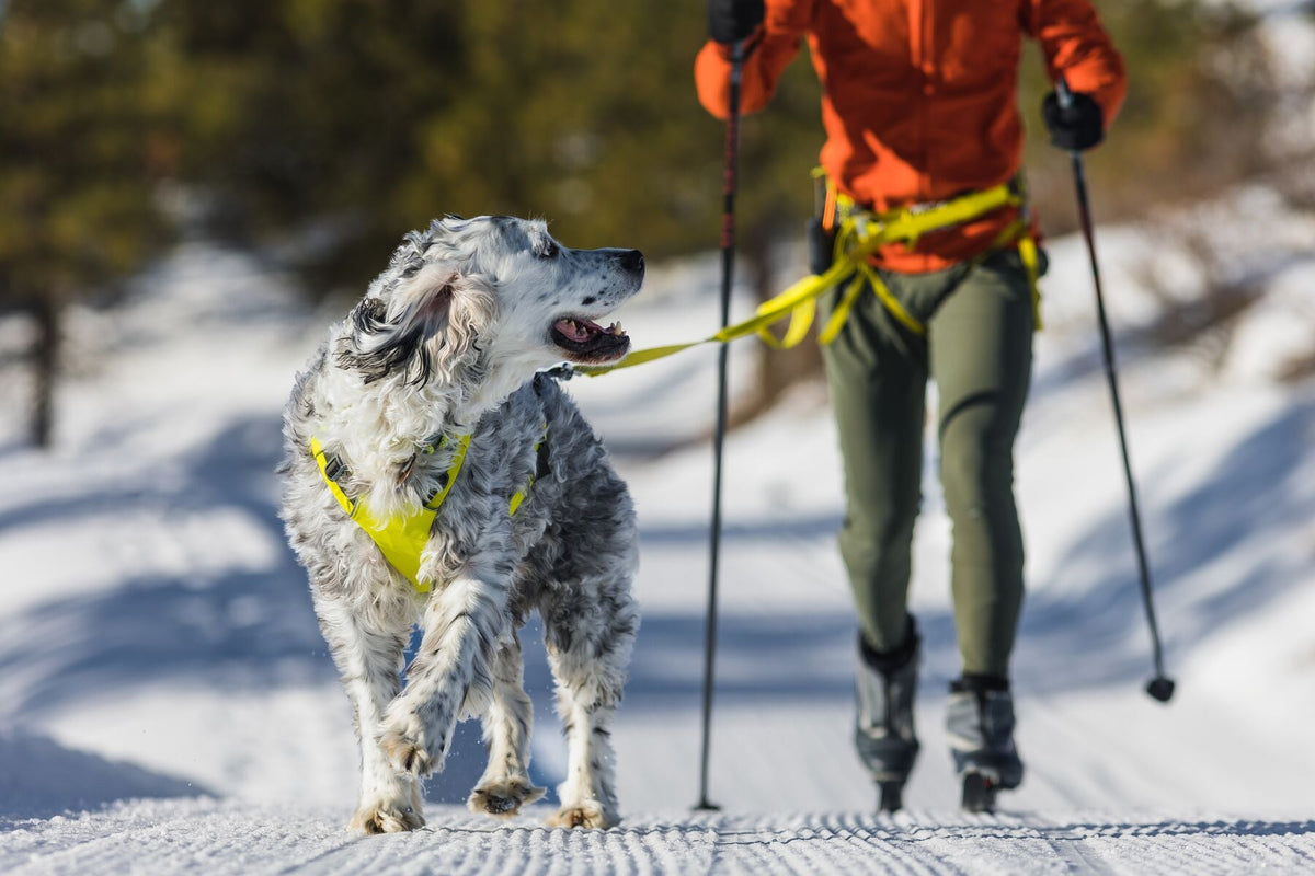 Omnijore Dog Joring System