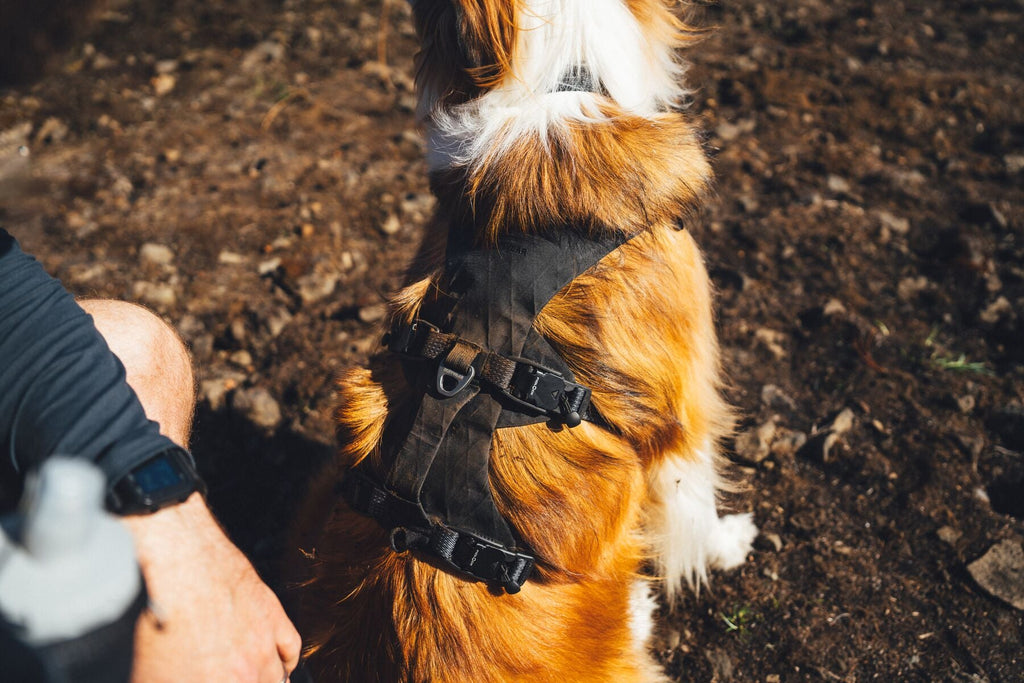 Ridgeline Dog Harness