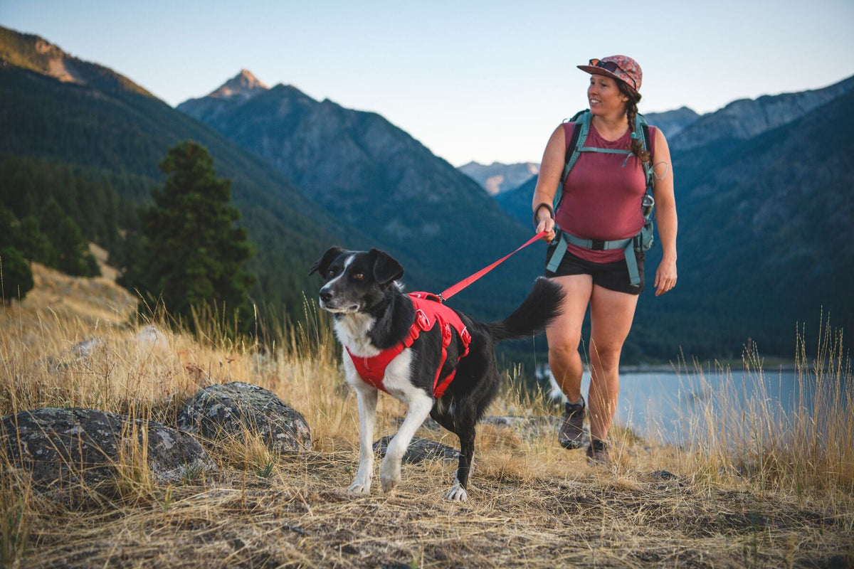 Web Master Dog Harness with Handle