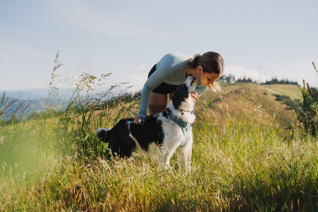 Front Range Dog Harness